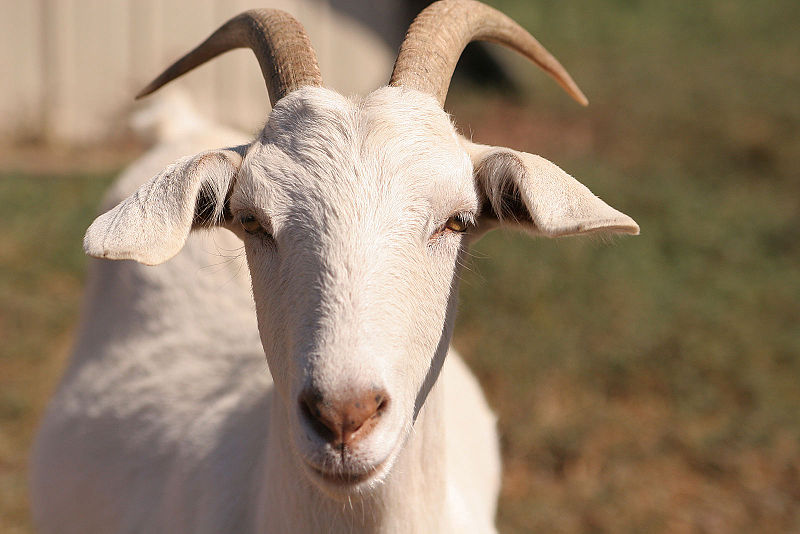 800px-Goat_face